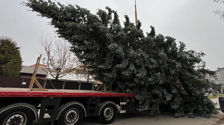 Kaunas išsirinko žaliaskarę Kalėdoms: šventinę nuotaiką kurs natūrali eglė