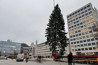 Kaunas is installing its Christmas tree