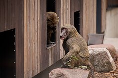 Kauno zoologijos sodas