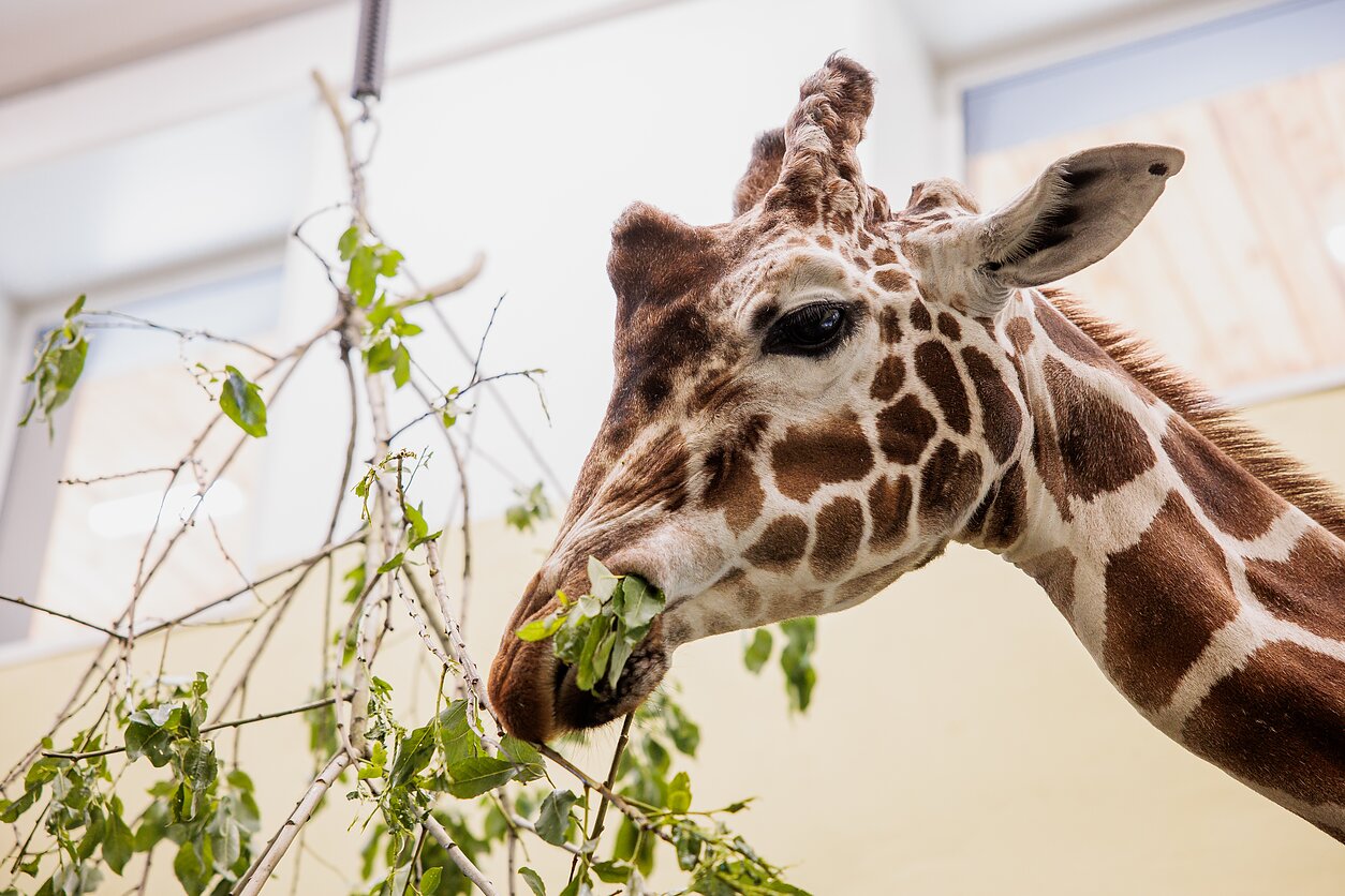 Kauno zoologijos sodas