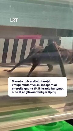 Išskirtinė šikšnosparnių medžiagų apykaita