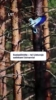 Ar esate matę žalvarnius?