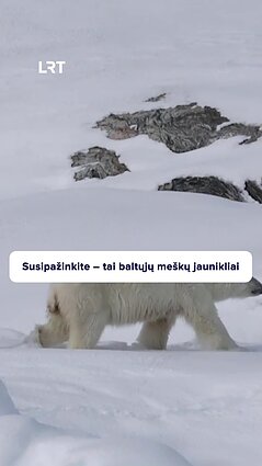Išvyskite baltojo lokio jauniklius