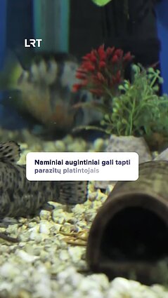 Specialistai apie žmonių ir gyvūnų santykius: mylėti, bet saugotis