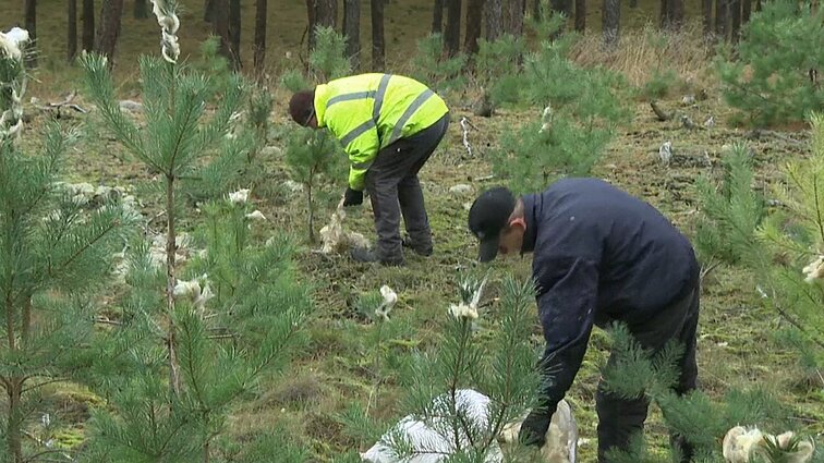 Jaunos pušys Kuršių nerijoje tampa gyvūnų pietumis: miškininkai jas saugo su avių vilna