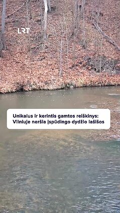 Vilniuje neršia lašišos: kai kurios viršija ir metro ilgį