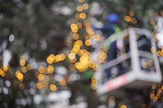 Būsimoji Vilniaus 2024 m. Kalėdų eglė 