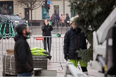 Būsimoji Vilniaus 2024 m. Kalėdų eglė 