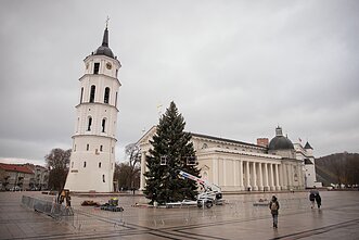 Būsimoji Vilniaus 2025 m. Kalėdų eglė 