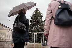 Būsimoji Vilniaus 2024 m. Kalėdų eglė 