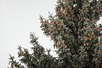 Būsimoji Vilniaus 2024 m. Kalėdų eglė 