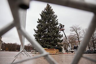 Būsimoji Vilniaus 2024 m. Kalėdų eglė 