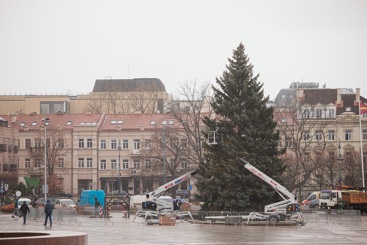 Būsimoji Vilniaus 2024 m. Kalėdų eglė 