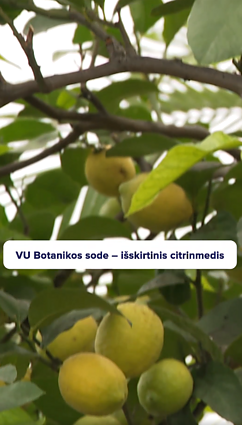 Išskirtinis citrinmedis iš prezidentūros