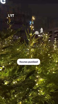 Kaunas pristatė meduoliais puošiamą kalėdinę eglutę!