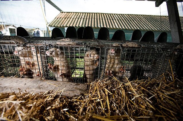 Siūlo kailinių žvėrelių verslą uždrausti 6 metais vėliau: „Tegul pagalvoja kiti Seimai“