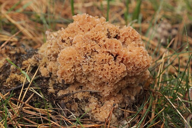 Kopūstgalvis raukšlius