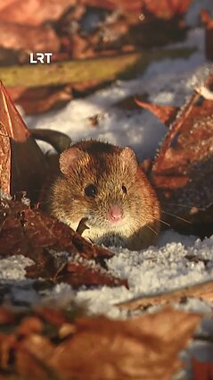 Selemono Paltanavičiaus knygų ir fotografijų paroda!