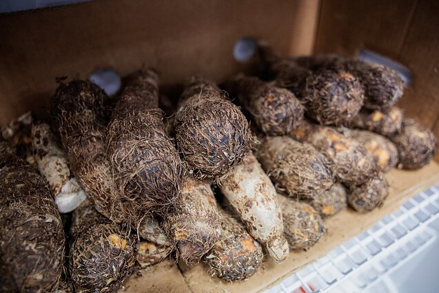 Borga's African store in Vilnius.