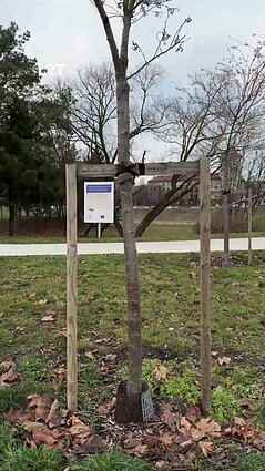 Dalyje Lietuvos – sniegas, o Kauno Nemuno saloje pražydo sakuros