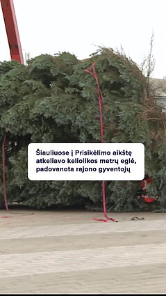 Kalėdinė Šiaulių eglė jau kuriasi Prisikėlimo aikštėje!