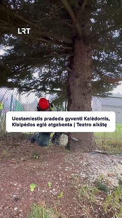 Klaipėdos tradicija – miesto eglę dovanoja ją užauginę klaipėdiečiai!