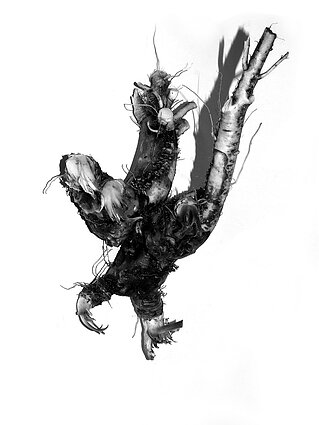 „Tamsos pionierius“. Iš ciklo „Požemių paukščiai. Bestiariumas“