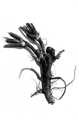 „Angelas teliukas“. Iš ciklo „Požemių paukščiai. Bestiariumas“. 