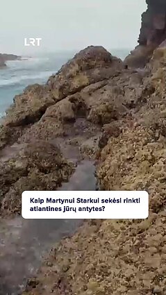 Starkus apie atlantinių jūrų antyčių rinkimą: velniškai sunkus darbas