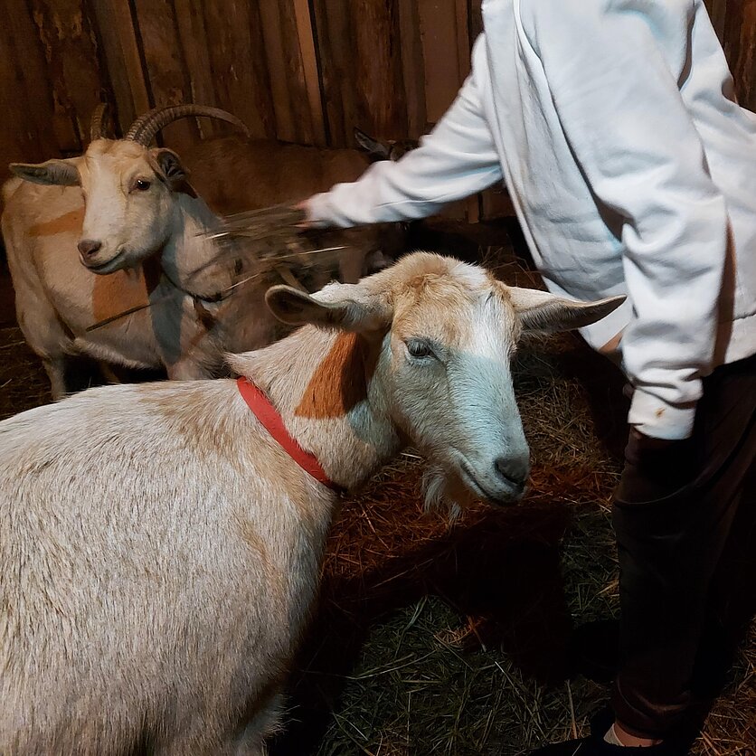 Giedrė Čiužaitė, Terapinis ūkis