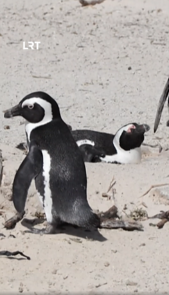 Akiniuotieji pingvinai įtraukti į ypač nykstančių sąrašą