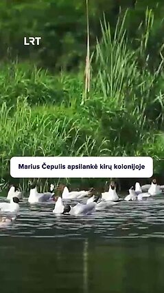 Čepulis apie kirų koloniją: stebina, kaip jie atskiria, kur jų lizdas