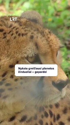 Greičiausi pasaulio žinduoliai gepardai – prie išnykimo ribos