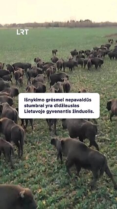 Koks stumbrų likimas šiandien?