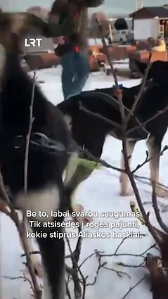 Gintarė už poliarinio rato dirba su 200 haskių!