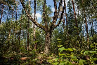 Miškas / Asociatyvi