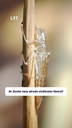 Čepulis užfiksavo išsiritusias strėliukes