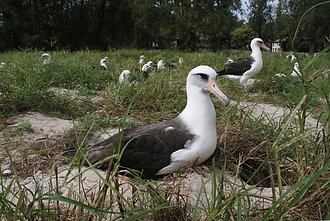 Albatrosas Wisdom