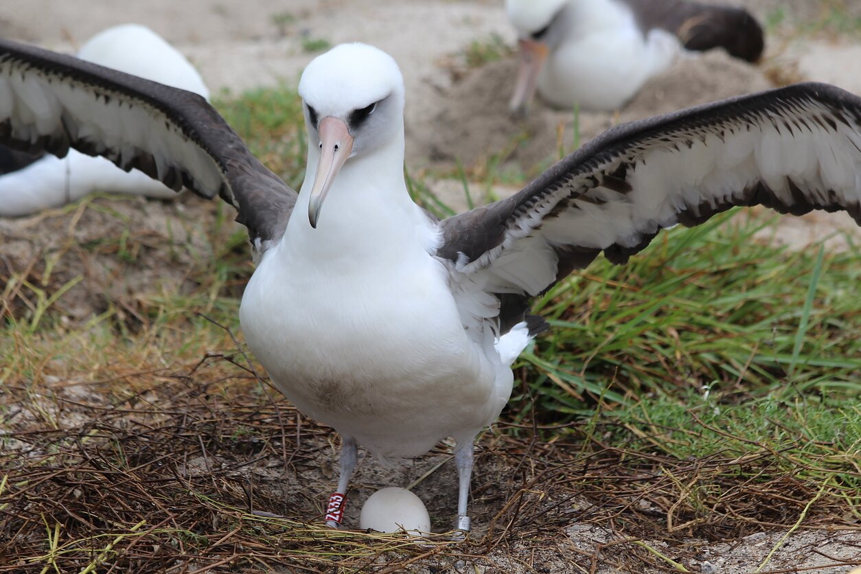 Albatrosas Wisdom