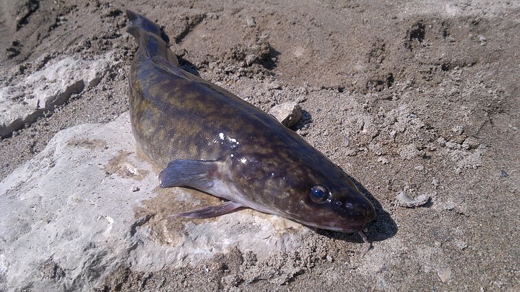 Vėgėlė (Lota lota) – vėgėlinių (Lotidae) šeimos žuvis