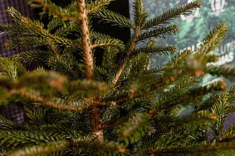 Christmas tree Christmas tree