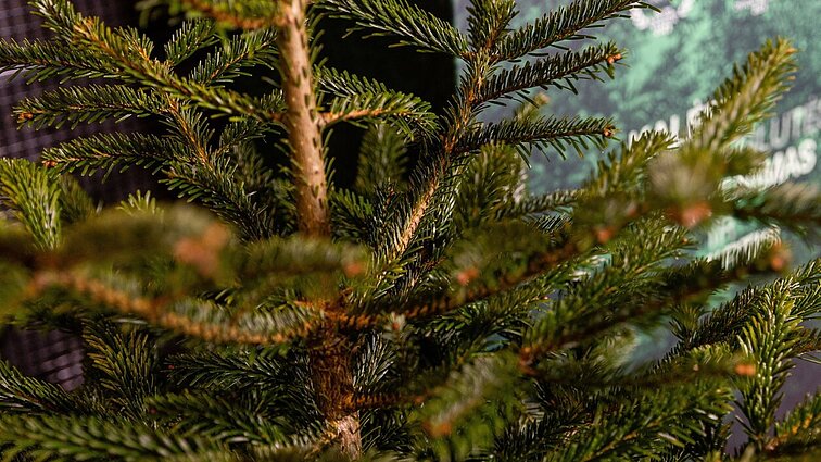 Atsakė, ar pjauti eglės viršūnę – gera mintis, ir kam naudojamos išmetamos eglutės