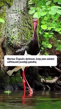 Kaip maitinasi juodasis gandras?
