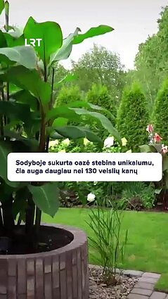 Kaip suderinti modernų namo stilių su tropiniais augalais?