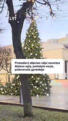 Vėjo nuversta Alytaus eglė jau pakeista!