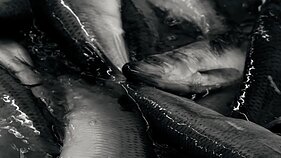 Paroda „Nuo Šiaurės jūros iki Kūčių stalo“ Jono Šliūpo muziejuje 