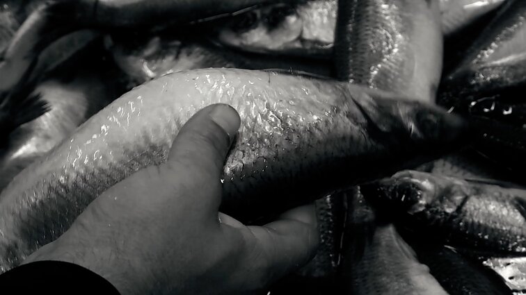 Paroda „Nuo Šiaurės jūros iki Kūčių stalo“ Jono Šliūpo muziejuje 