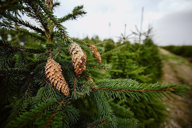 Eglių augintojas: nuomos galimybė nekuria konkurencingos aplinkos