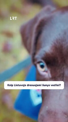 Susipažinkite su neregio pagalbininku, labradoru Rubiu!