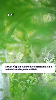 Ar esate gyvai matę briedį?